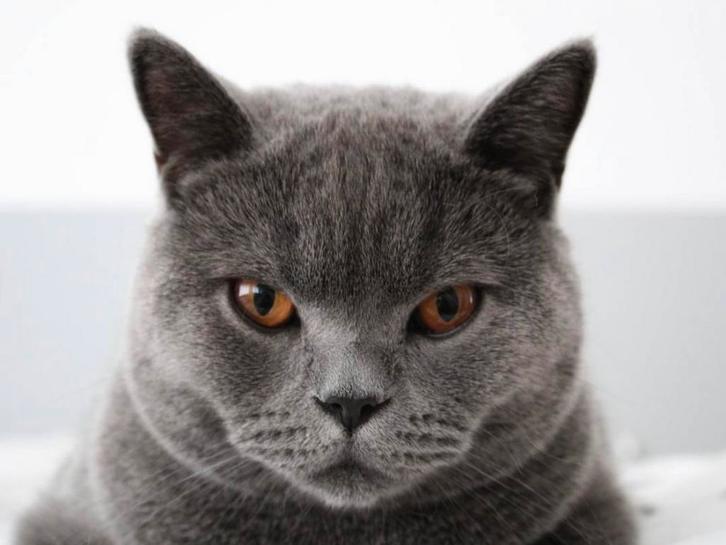 Britse Korthaar met stamboom - kater, 9 jaar, Dieren en Toebehoren, Katten en Kittens | Raskatten | Korthaar, Kater, 6 jaar of ouder