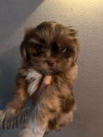 Te koop: 2 lieve Boomer pups (Merle), Dieren en Toebehoren, Honden | Chihuahua's en Gezelschapshonden, Overige rassen, Meerdere