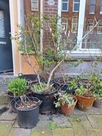 Diverse boomkuipen, Tuin en Terras, Planten | Bomen, Ophalen of Verzenden