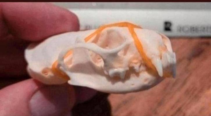 6 Prachtige Schedels Nerts (Mink Skull) - skelet / geraamte, Verzamelen, Dierenverzamelingen, Schedel, Wild dier, Ophalen of Verzenden