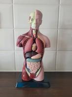 Anatomisch Model Menselijk Torso - 26cm, Ophalen of Verzenden