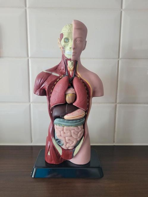 Anatomisch Model Menselijk Torso - 26cm, Antiek en Kunst, Kunst | Beelden en Houtsnijwerken, Ophalen of Verzenden