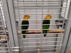 Koppel roestkop caique's, Dieren en Toebehoren, Vogels | Parkieten en Papegaaien, Meerdere dieren, Papegaai, Geringd