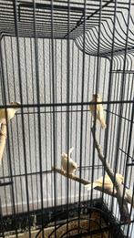 Kanarie, Dieren en Toebehoren, Vogels | Kanaries, Meerdere dieren, Kleurkanarie