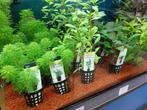 Een mooi assortiment aquariumplanten al vanaf 3,00, Dieren en Toebehoren, Vissen | Aquariumvissen, Vis, Zoetwatervis