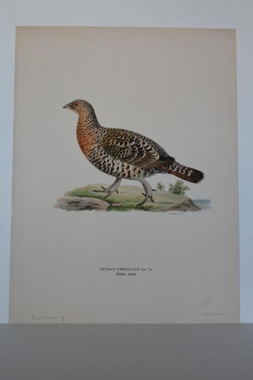 AUERHOEN VROUWTJE VOGEL TETRAA UROGALLUS Mooie Litho VC1, Antiek en Kunst, Kunst | Litho's en Zeefdrukken, Verzenden