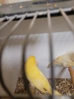 Mooie gele kanaries te koop, Dieren en Toebehoren, Meerdere dieren, Kleurkanarie