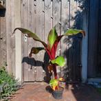 Rode Abbesijnse Banaan - Ensete ventricosum maurelii, Ophalen