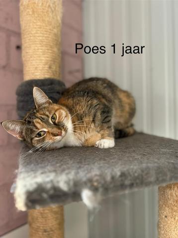 Europees korthaar knuffelkatjes beschikbaar voor biedingen