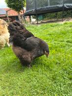 Zwarte Brahma kriel hen 2024, Dieren en Toebehoren, Pluimvee, Vrouwelijk, Kip
