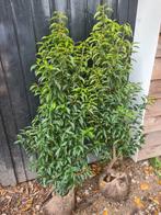 Portugese laurier haagplanten 125-150 cm, Ophalen of Verzenden, Laurier, Haag, 100 tot 250 cm