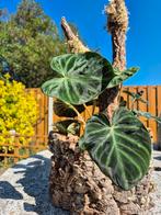 Philodendron verrucosum op kurk, Huis en Inrichting, Kamerplanten, Groene kamerplant, Ophalen of Verzenden, Overige soorten, Minder dan 100 cm