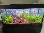 Groot aquarium met vissen, Dieren en Toebehoren, Ophalen, Zo goed als nieuw, Gevuld zoetwateraquarium