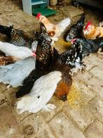 Ukkelse baard kriel hanen en hennen, Meerdere dieren, Kip