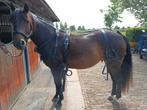 Compleet ideal mentuig maat cob, Ophalen, Zo goed als nieuw, Recreatie