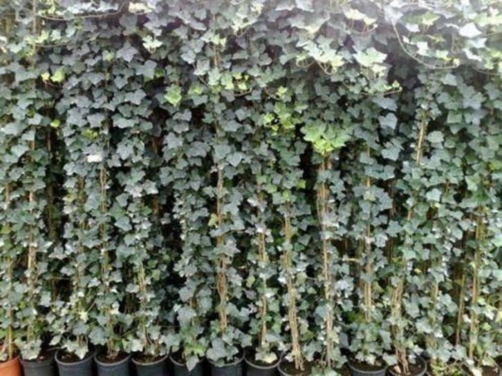 **ACTIE** 100 cm hoog! Hedera hibernica klimop, Tuin en Terras, Planten | Tuinplanten, Vaste plant, Klimplanten, Halfschaduw, Bloeit niet
