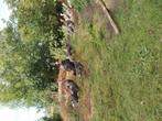 Kalkoen, Dieren en Toebehoren, Pluimvee, Kalkoen