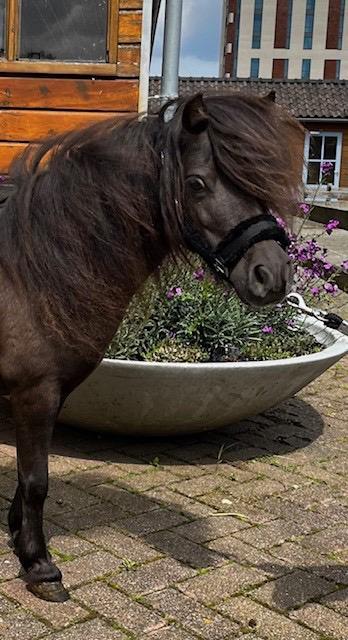 Nmprs merrie beschikbaar voor biedingen