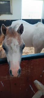 Opfok voor welsh a merrieveulen gezocht, Dieren en Toebehoren, Opfok