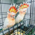Jonge inka kaketoe’s, Meerdere dieren, Papegaai, Pratend