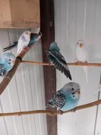 Grasparkieten, Dieren en Toebehoren, Vogels | Parkieten en Papegaaien, Meerdere dieren, Parkiet