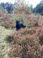 Flatcoated retriever dekreu gezocht!, Dieren en Toebehoren, Particulier, 3 tot 5 jaar, Geslacht onbekend, Nederland