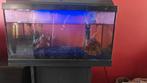 54 Liter aquarium met 2 bodemvissen, Dieren en Toebehoren, Vissen | Aquariumvissen, Vis, Zoetwatervis