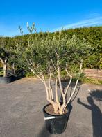 Olijven multi stam 220cm, Tuin en Terras, Planten | Bomen, 100 tot 250 cm, Olijfboom, Zomer, Ophalen