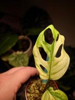 Monstera Adansonii Aurea Stek 1, Huis en Inrichting, Kamerplanten, Ophalen of Verzenden, Overige soorten, Minder dan 100 cm
