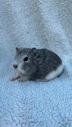 Cavia’s, Dieren en Toebehoren, Knaagdieren, Cavia, Augustus, Meerdere dieren, Tam