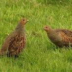 Europese patrijzen broed 2025, Meerdere dieren, Overige soorten