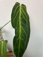 Anthurium warocqueanum variegata, Huis en Inrichting, Kamerplanten, Ophalen of Verzenden, Halfschaduw, Minder dan 100 cm