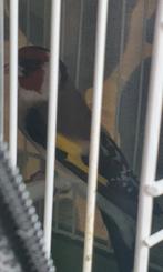 Majoor putter man, Dieren en Toebehoren, Vogels | Overige Vogels, Mannelijk, Wildzangvogel, Geringd