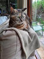 poes, Poes, Gechipt, 6 jaar of ouder