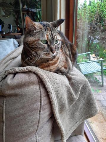 poes beschikbaar voor biedingen