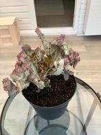 Cactus, Ophalen, Overige soorten, Volle zon