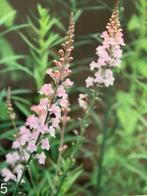 Te koop vaste plant Linaria purpurea ‘Canon J. Went’, Zomer, Overige soorten, Ophalen, Volle zon