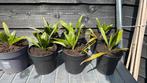 Palmboom Trachycarpus wagnerianus x fortunei, Ophalen, Bloeit niet, Overige soorten, Volle zon