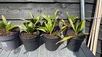 Palmboom Trachycarpus wagnerianus x fortunei beschikbaar voor biedingen