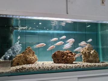 Labidochromis Caeruleus White Nkata Bay Malawi Cichliden beschikbaar voor biedingen