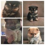 Pomeranian/Pomeriaan pups, Dieren en Toebehoren, Keeshond, 8 tot 15 weken, Meerdere, Meerdere dieren