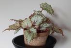 Begonia Rex - Asian Tundra, Ophalen, Overige soorten, Halfschaduw, Minder dan 100 cm