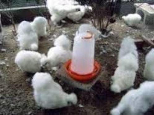 Zijdehoen kippen in verschillende mooie kleuren., Dieren en Toebehoren, Pluimvee, Kip, Vrouwelijk