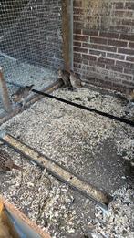 Bosfazanten eitjes, Dieren en Toebehoren, Pluimvee | Toebehoren, Ophalen, Nieuw, Overige typen