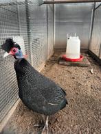 Kroesparelhoen, Dieren en Toebehoren, Kip
