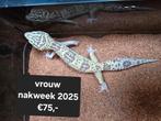 Diversen luipaardgekko's te koop vele kleuren ook giant!, Dieren en Toebehoren, Reptielen en Amfibieën, Hagedis, 0 tot 2 jaar