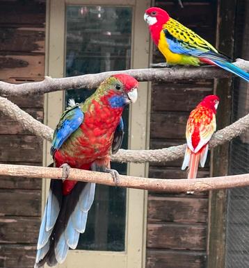 Pennant rosella man beschikbaar voor biedingen
