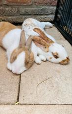Koppeltje konijnen, Dieren en Toebehoren, Konijnen, Meerdere dieren, Middelgroot, 3 tot 5 jaar