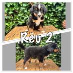 prachtig 3/4 Berner sennen pups, Dieren en Toebehoren, Honden | Niet-rashonden, Groot, Meerdere, Meerdere dieren, Nederland