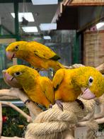 Jonge zeldzaam golden conure, Meerdere dieren, Papegaai, Pratend
